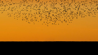 Birds flying over field sunset - free bird wallpaper