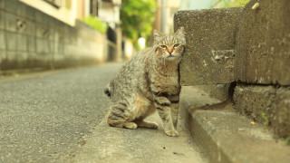 Cat road looking camera rayonism - he free wallpaper