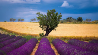 Lone tree lavender field blue 3 - didier mouron free wallpaper for desktop