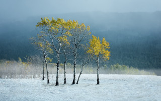 Snowy forest mountains fog trees - a snowy field free wallpaper for desktop
