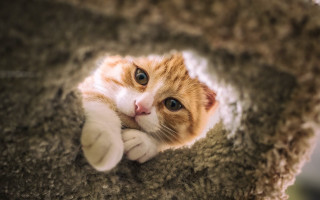 Curious cat laying scratching post - curious free wallpaper