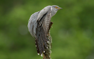 Bird mossed wings green background - moss free wallpaper