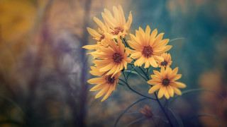 Yellow flowers table forest blurry - yellow flower free wallpaper