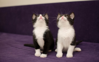 Kittens purple couch closed eyes - something free wallpaper