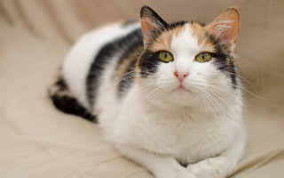 Serious cat couch round eyes - a serious look free wallpaper