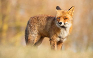 Red fox tall grass blurry - the background and a blurry background free wallpaper for desktop