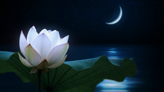 Lotus moon water magic realism - arthur pan free wallpaper