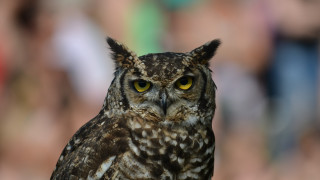 Owl yellow eyes blurry background 3 - a close up of an owl free wallpaper