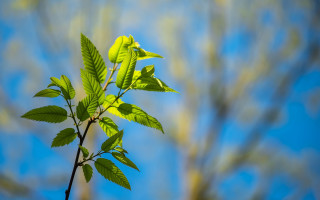 Green leafy branch blue sky - a green leafy branch free wallpaper