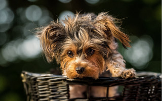 Small dog basket table green 2 - a small dog free wallpaper for desktop