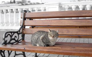 Cat bench park whitebuilding fence - andrey yefimovich martynov free wallpaper