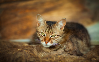 Cat hay sad focus blurry - sad free wallpaper