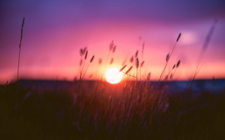 Sunset field grass building purple - the foreground and a building in the background free wallpaper