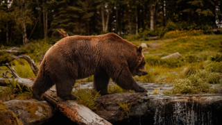 Brown bear forest waterfall fallen - fallen free wallpaper