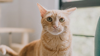 Sad cat chair looking camera 3 - its face and chest free wallpaper