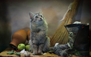 Cat table broom stilllife vanitas - other item free wallpaper