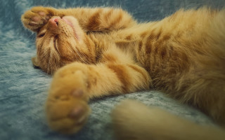 Cat bliss blue blanket closed - a blue blanket free wallpaper