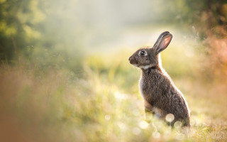 Rabbit grass looking up bokeh - a blurry background of trees free wallpaper