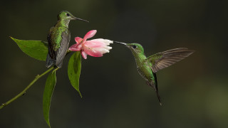 Hummingbirds flower ecological macro award - tropical free wallpaper