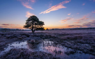 Tree sunset puddle field urban - photograph free wallpaper