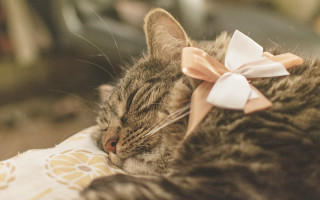 Cat sleeping pillow bow blurry - a pillow free wallpaper