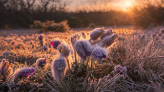Flower field sunset trees fire - pretty free wallpaper for desktop