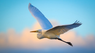 White bird blue sky clouds - its head free wallpaper