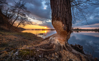 Sunset tree lake clouds ecological - photography free wallpaper