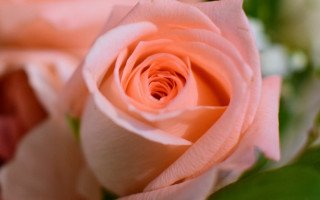 Pink rose macro blurry background - a pink center free wallpaper