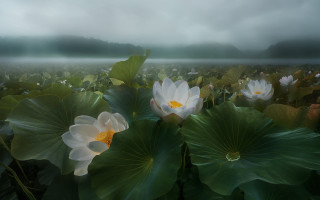 Water lilies foggy mountain dreamlike - arthur pan free wallpaper