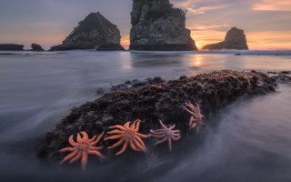 Starfish rocks ocean sunset formation - a rock in the ocean free wallpaper