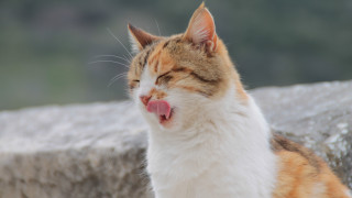 Cat yawning outdoor sun blurry - tongue free wallpaper for desktop