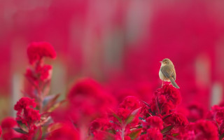 Bird red flower field macro - nature free wallpaper