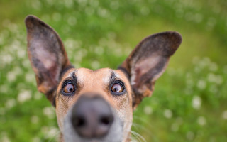 Dog nose up blurry background - a blurry background of grass free wallpaper for desktop