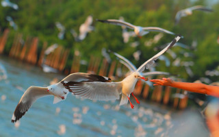 Seagulls water trees person birds - hand free wallpaper