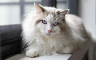 White cat blue eyes serious 11 - a portrait free wallpaper for desktop