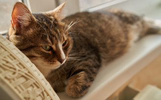 Cat window sill felix darley - the window sill free wallpaper