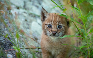Kitten green field rock wall - a rock wall free wallpaper for desktop