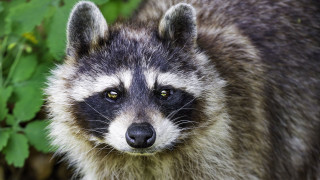 Raccoon sad look bush neoplasticism - a raccoon free wallpaper