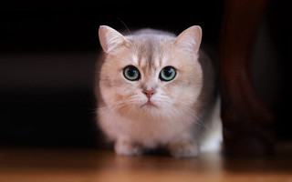 White cat green eyes blurry 5 - a serious look free wallpaper