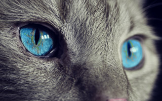 Gray cat blue eyes black - a gray cat free wallpaper for desktop