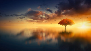Tree lake birds sunset dreamlike - dreamlike free wallpaper for desktop