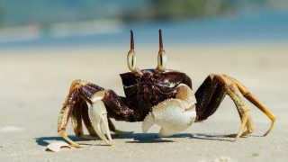Crab beach ocean sand blurry - aquirax uno free wallpaper