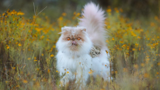 Fluffy cat autumn flower field - a field of flowers and grass free wallpaper