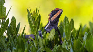 Lizard bush leaves closed eyes - a lizard free wallpaper