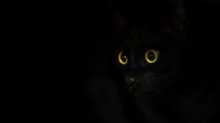 Black cat yellow eyes night - the camera in the dark free wallpaper