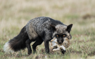 Wolf dead animal field primivitism - a wolf free wallpaper