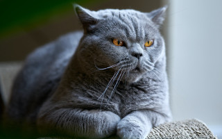 Gray cat couch serious eyes - a gray cat free wallpaper for desktop
