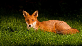 Red fox sad eyes nature - a sad look free wallpaper