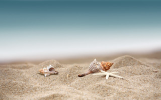 Seashells starfish beach sand tilt - a sandy beach free wallpaper